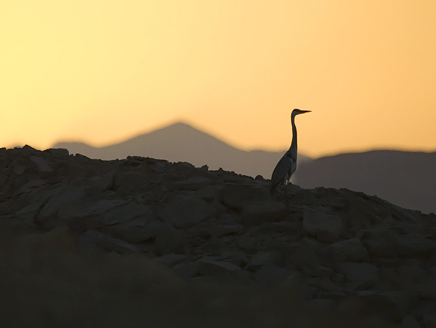 Harmaahaikara, Grey Heron, Ardea cinerea